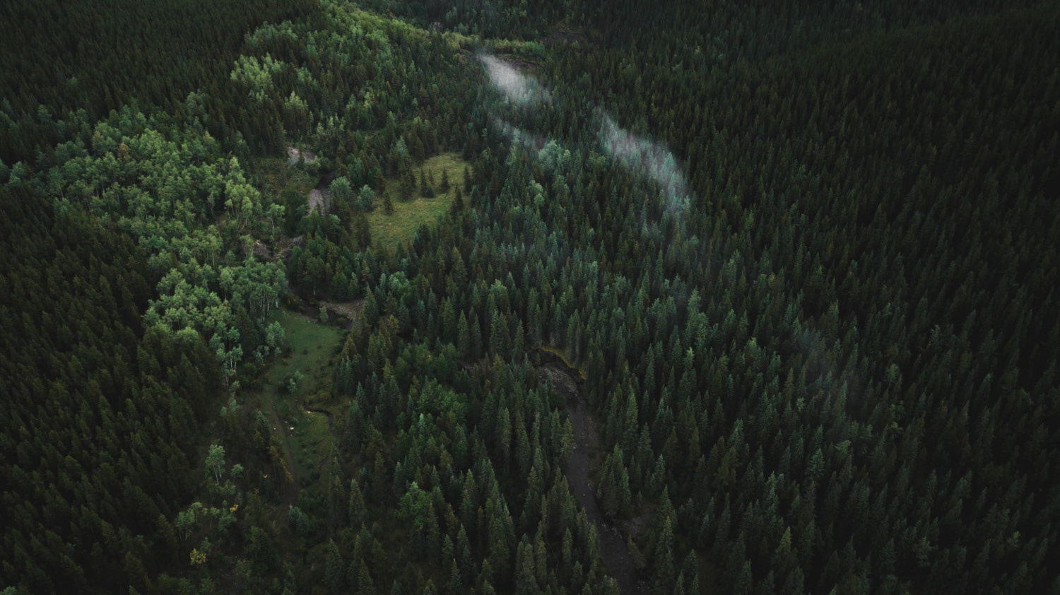 Aerial view of a dense forest